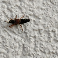 Staphylinus dimidiaticornis