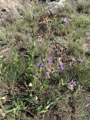 Senecio polyodon polyodon