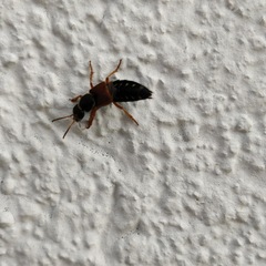 Staphylinus dimidiaticornis