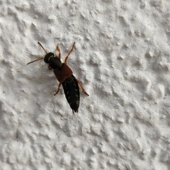 Staphylinus dimidiaticornis