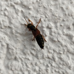 Staphylinus dimidiaticornis