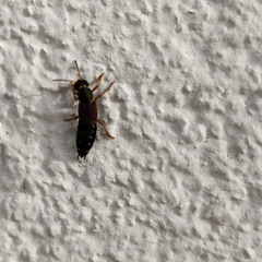 Staphylinus dimidiaticornis