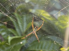 Argiope dang