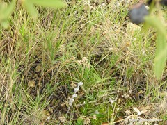 Bombycilaena discolor