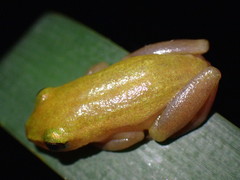 Hyperolius pickersgilli