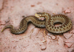 Vipera berus berus