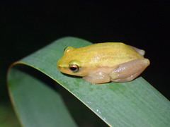 Hyperolius pickersgilli