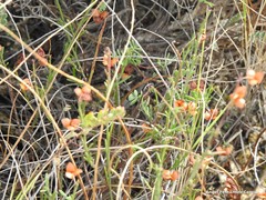Coronilla minima lotoides