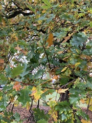 Quercus robur