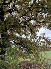 Quercus robur