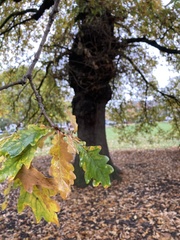 Quercus robur