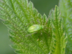 Adelphocoris quadripunctatus