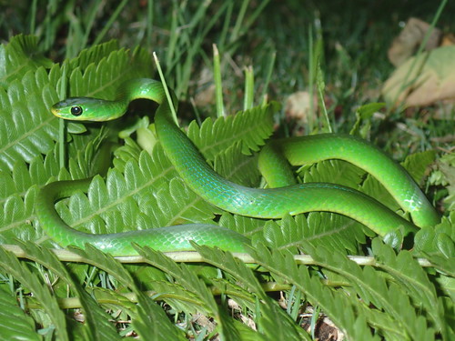 Green Water Snake, Philothamnus hoplogaster