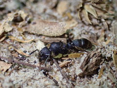 Bothroponera sculpturata