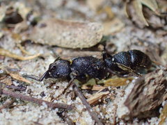 Bothroponera sculpturata