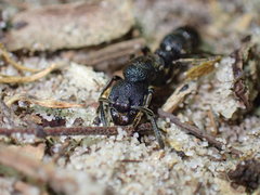Bothroponera sculpturata