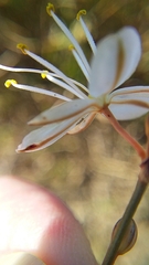 Chlorophytum rigidum