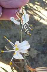 Chlorophytum rigidum