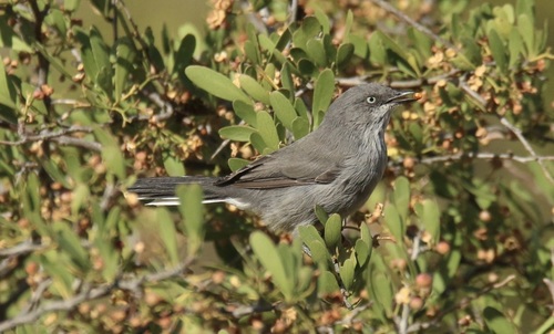 Layard's Warbler