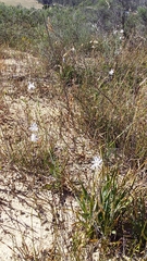 Chlorophytum rigidum