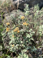 Helichrysum mimetes