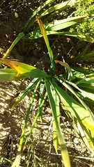 Chlorophytum rigidum