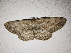 Hypomecis punctinalis