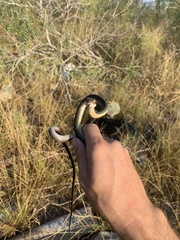 Masticophis schotti ruthveni