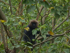 Semnopithecus johnii