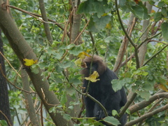 Semnopithecus johnii