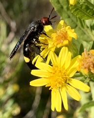 Scolia erythrocephala