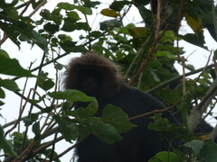 Semnopithecus johnii