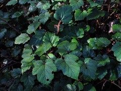 Rubus tricolor