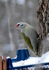Picus canus