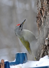 Picus canus