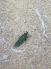 Draeculacephala producta