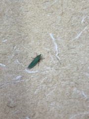 Draeculacephala producta