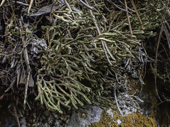 Selaginella sanguinolenta