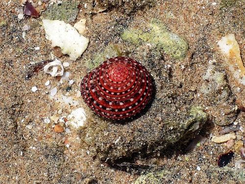 Clanculus pharaonius