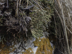 Selaginella sanguinolenta