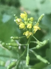 Rorippa palustris palustris