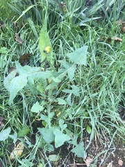 Sonchus oleraceus
