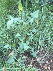 Sonchus oleraceus