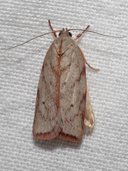 Euchaetis inceptella