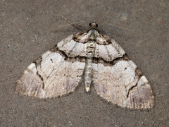 Anticlea derivata