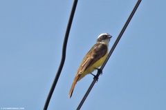 Myiozetetes cayanensis