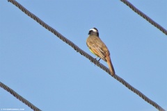 Myiozetetes cayanensis