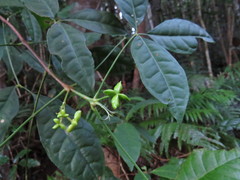 Melicope broadbentiana