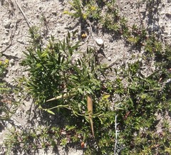 Astephanus triflorus
