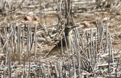 Certhilauda curvirostris brevirostris